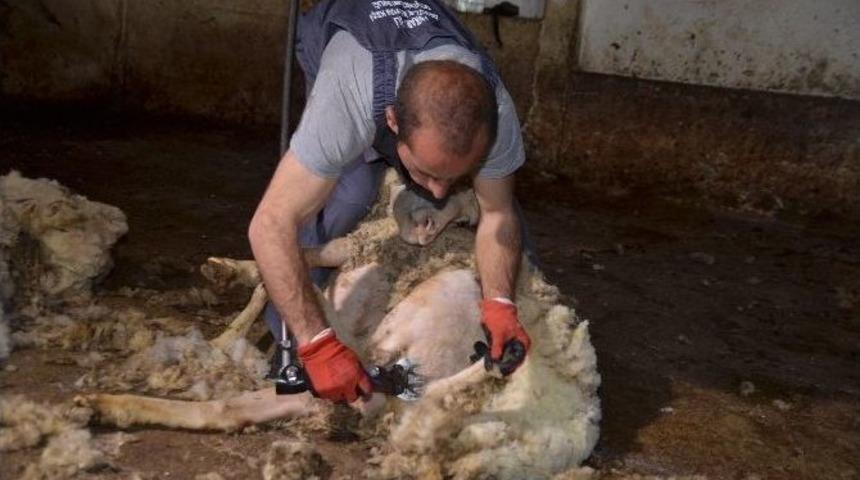 Sertifikalı Kırkımcı Eğitiminin İlki Beypazarı&rsquo;ndan Yapılacak