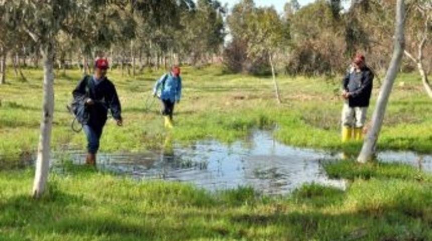 Germencik&rsquo;te Kent Zararlılarıyla M&uuml;cadele Başlatıldı