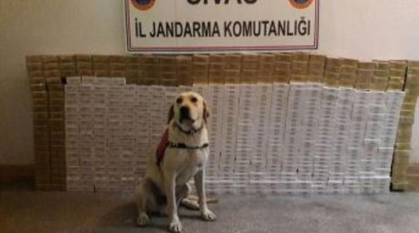 Sivas&rsquo;ta 6 Bin Paket Ka&ccedil;ak Sigara Ele Ge&ccedil;irildi