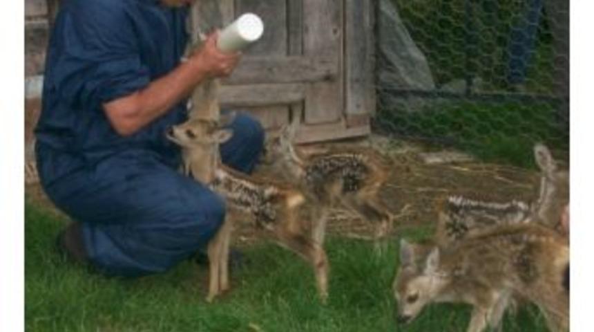 Ordu&rsquo;da 111 Yaban Hayvanı Tedavi Edildi