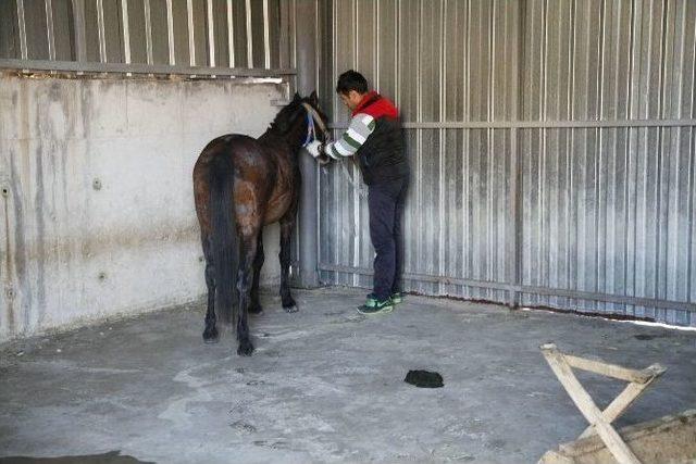 Çevreye Zarar Veren Sahipsiz Başıboş At Yakalandı