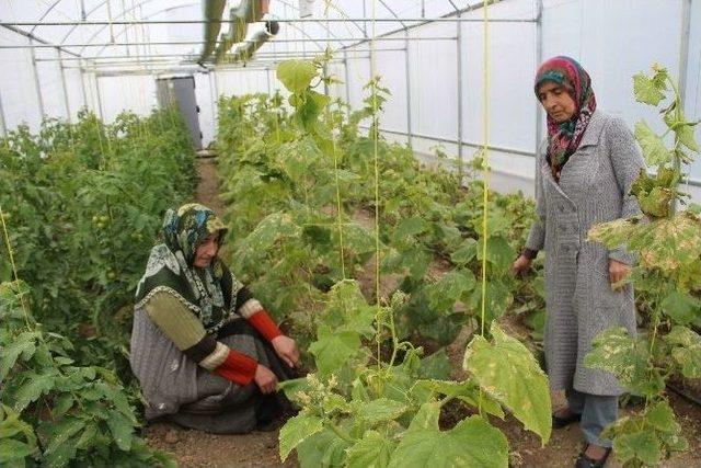 Oltu’da Tarla Günü Etkinliği