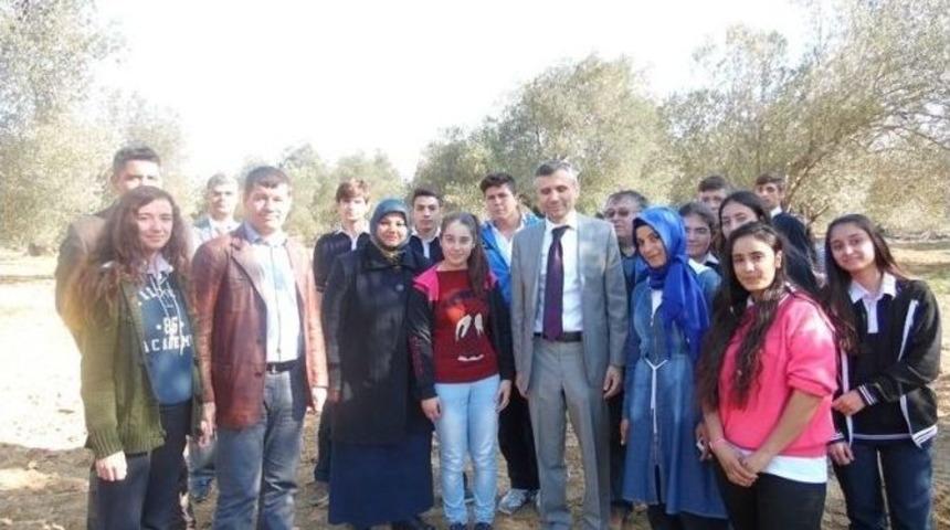 G&ouml;me&ccedil;&rsquo;te &Ouml;ğrenciler Zeytin Hasadı Yaptı