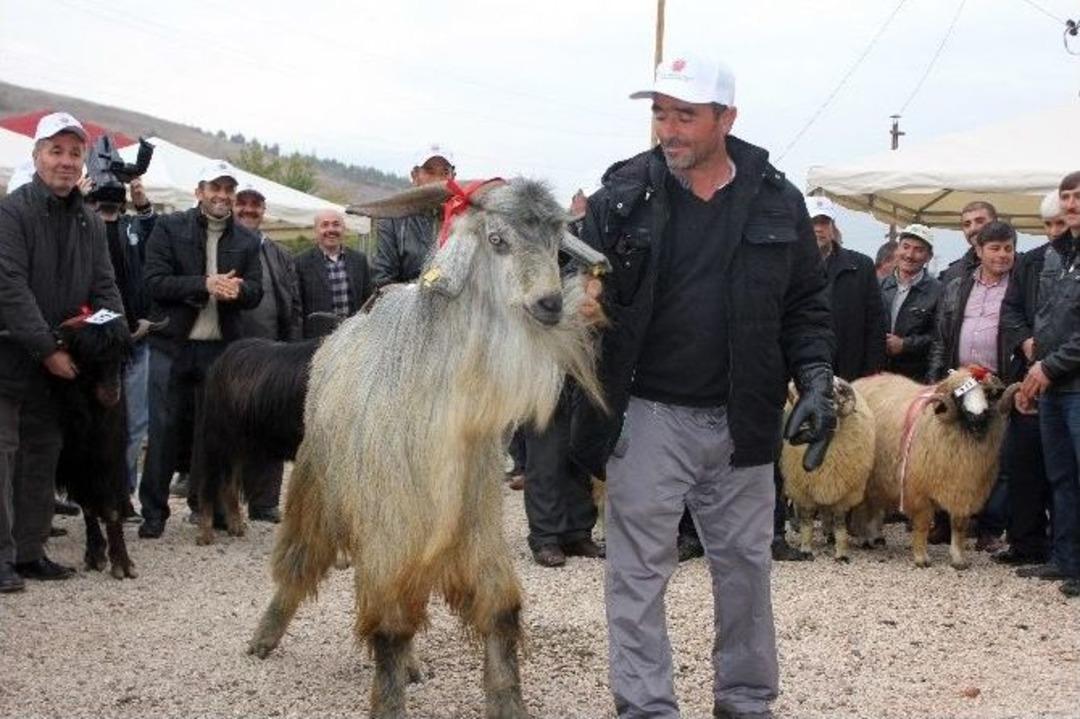 Tokat&rsquo;ta 4. Tarım Ve Hayvancılık Fuarı