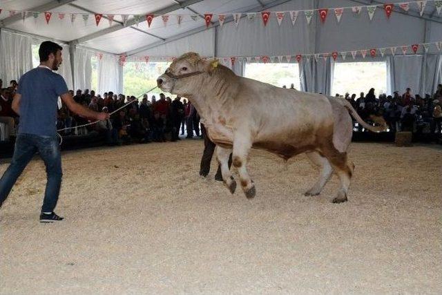 Canlı Hayvan Fuarına Aydın&rsquo;dan Gidiş D&ouml;n&uuml;şler &Uuml;cretsiz Olacak 1