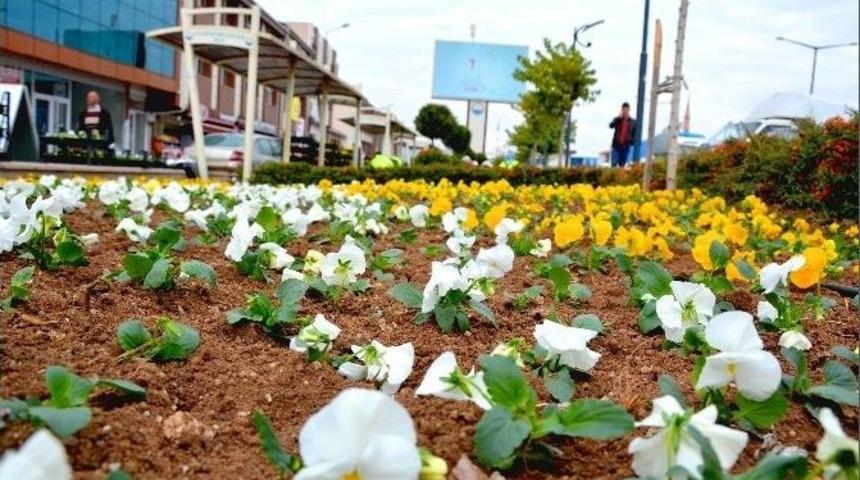 G&ouml;lbaşı Kış &Ccedil;i&ccedil;ekleri İle Rengarenk