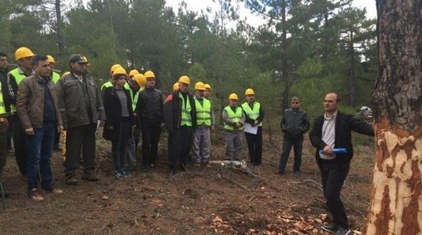 Orman B&ouml;lge M&uuml;d&uuml;rl&uuml;ğ&uuml;nden &Uuml;retim Eğitimi