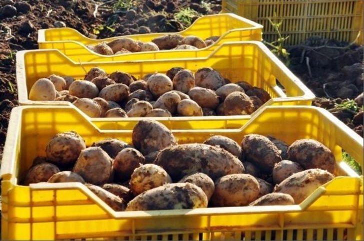 (özel) Patatesin Fiyatı Geçen Yıla Göre Yarıya Yarıya Düştü
