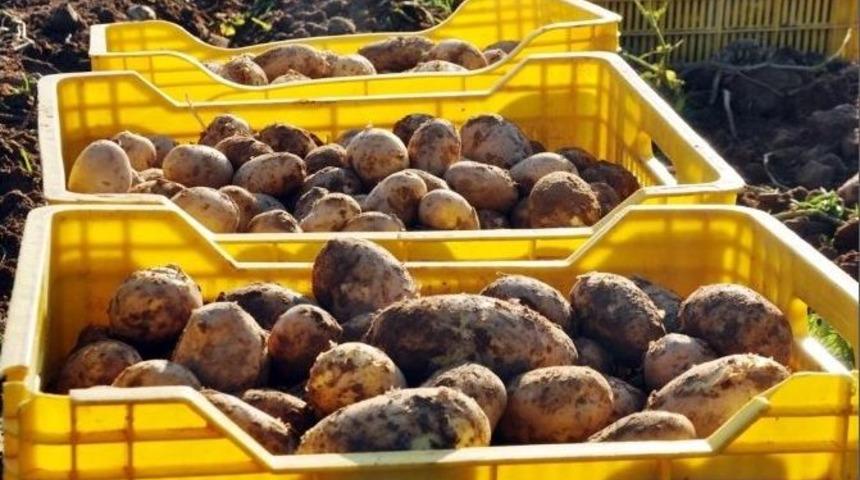 (&ouml;zel) Patatesin Fiyatı Ge&ccedil;en Yıla G&ouml;re Yarıya Yarıya D&uuml;şt&uuml;