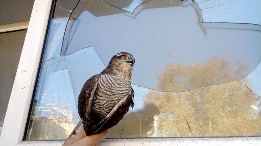 Kumru Kovalayan Atmaca Mekana Daldı