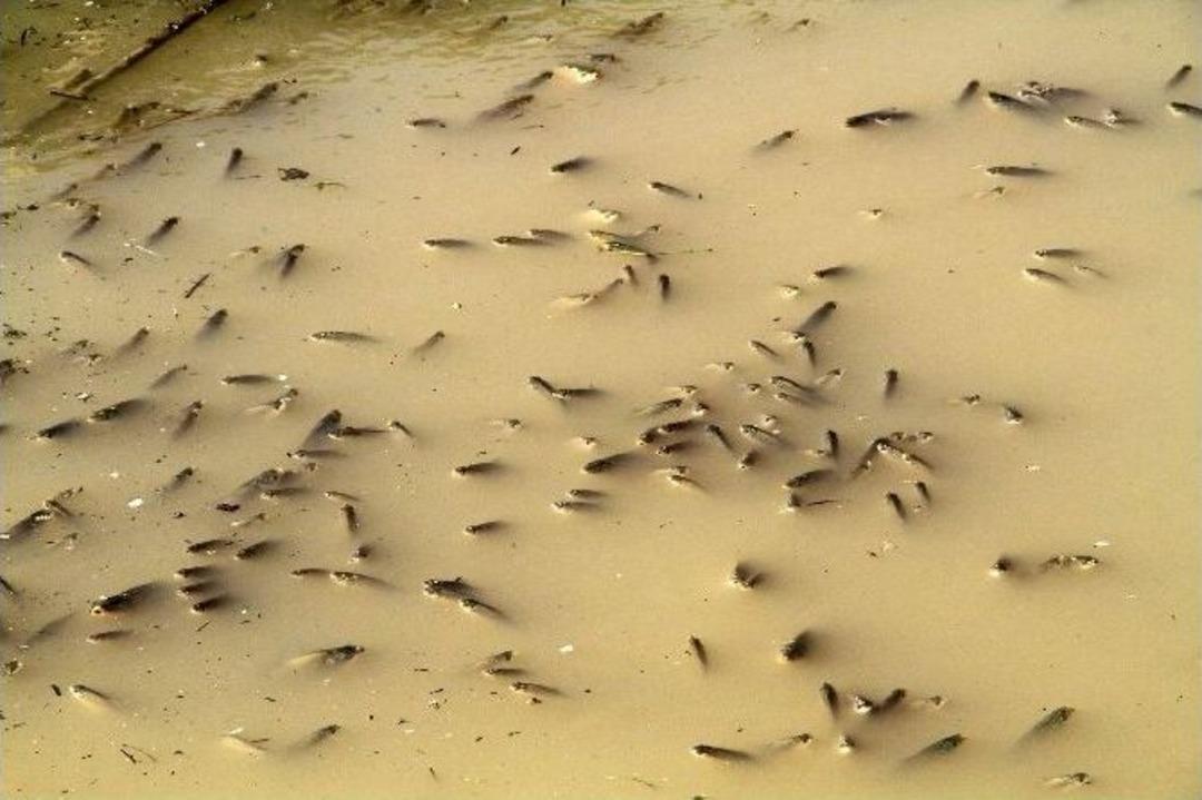 İtfaiyenin M&uuml;dahalesi Binlerce Balığın Hayatını Kurtardı