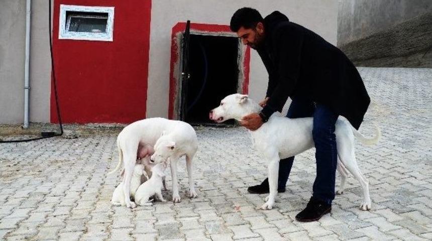 Yaban Domuzlarına Karşı K&ouml;pekli Tedbir