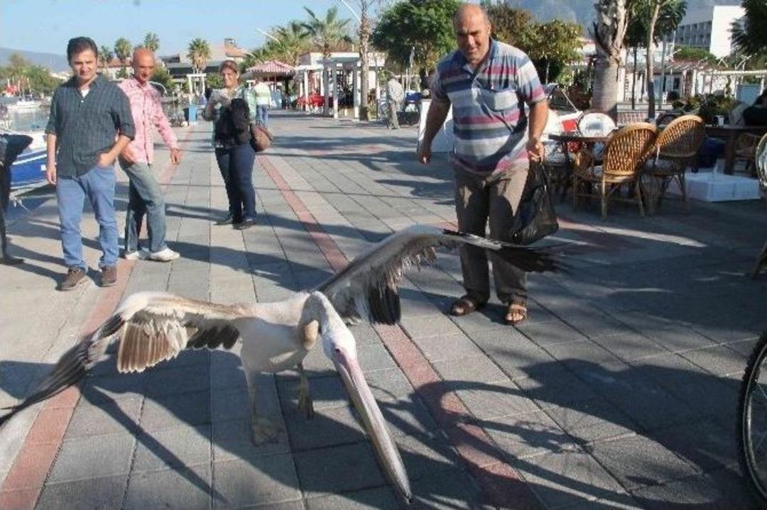 Fethiye&rsquo;nin Maskotları Tarzan Rıfkı Ve Cennet&rsquo;e B&uuml;y&uuml;k İlgi