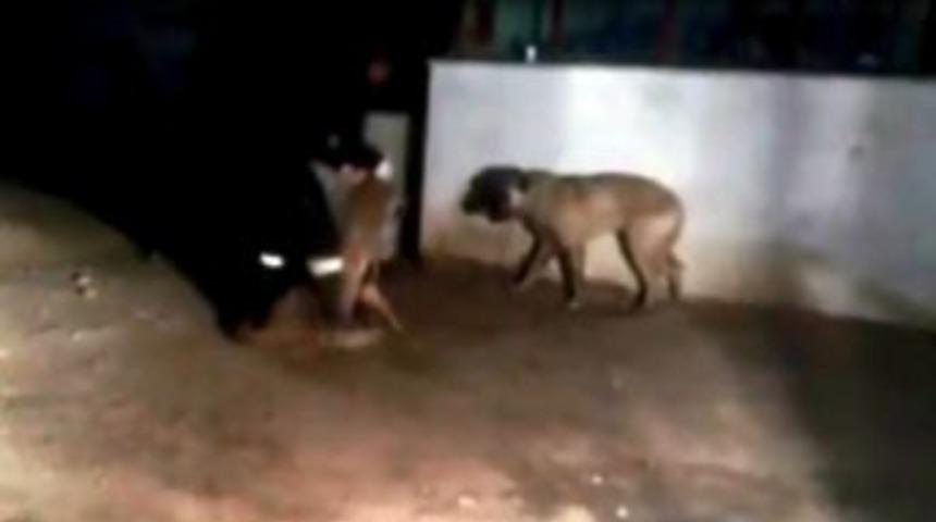 Kangal K&ouml;peklerini &Ouml;nce Korkuttu, Sonra Saldırttı