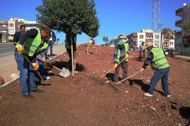 Haliliye Belediyesi’nden Çimleme Çalışması