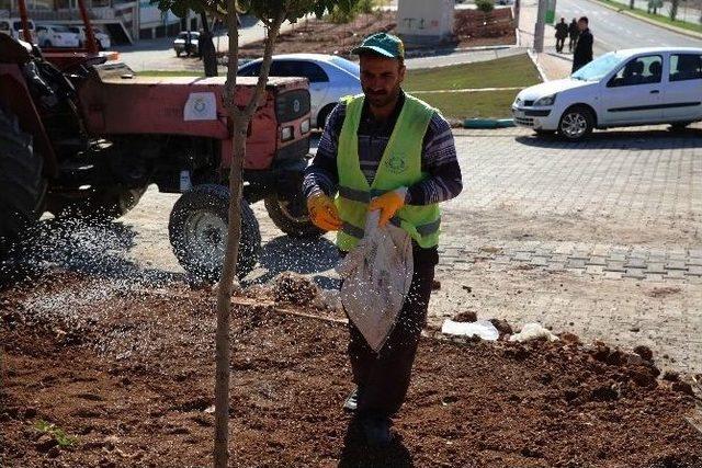 Haliliye Belediyesi’nden Çimleme Çalışması