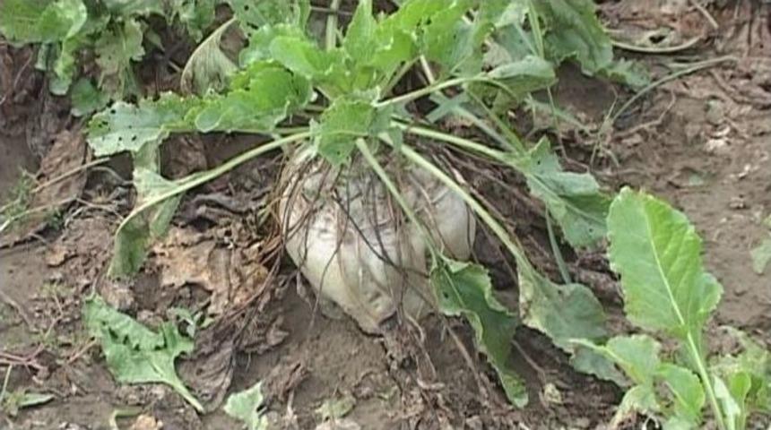 2015 Şeker Pancarı Ton Fiyatı 190 Tl Olarak Belirlendi