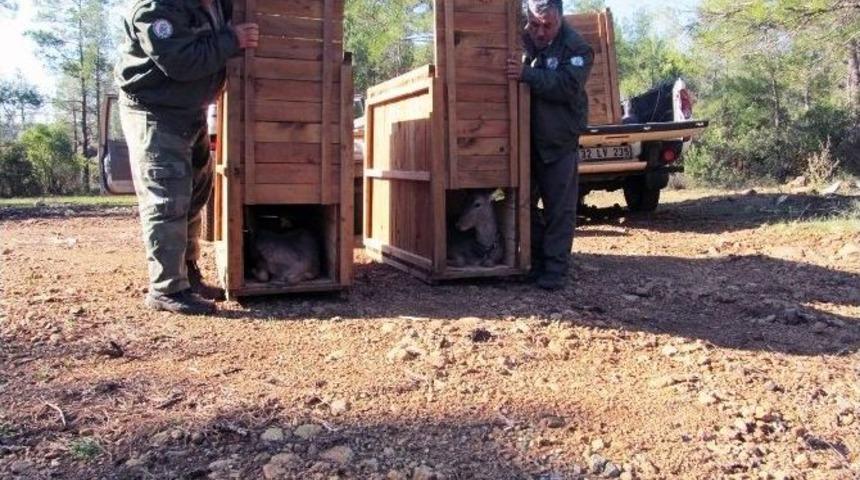 Muğla Ve Aydın&rsquo;da Alageyik Saysı 46&rsquo;ya &Ccedil;ıktı