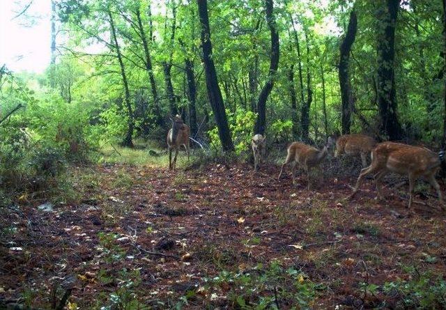 Muğla Ve Aydın’da Alageyik Saysı 46’ya Çıktı