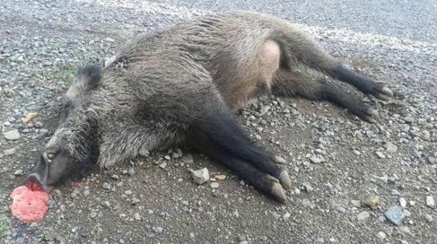 A&ccedil; Kalan Domuzlar Yola İndi