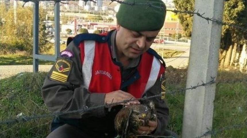 Yaralı Şahine Jandarma Şefkati