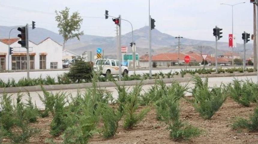 Sungurlu&rsquo;da Orta Ref&uuml;j Ve Kavşaklar Ağa&ccedil;landırılıyor