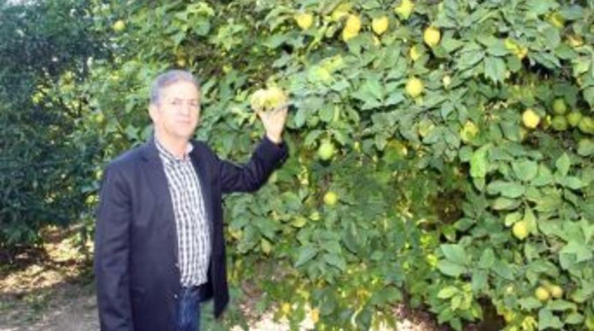 Buğday Ve Arpada Prim Dosya Başvuruları Başladı