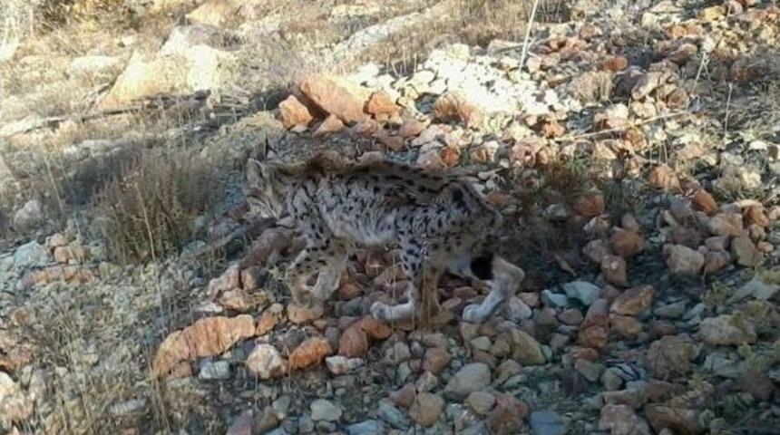 P&uuml;l&uuml;m&uuml;r&rsquo;de Hasta Vaşak G&ouml;r&uuml;ld&uuml;