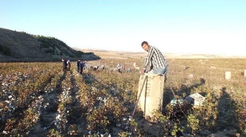 Pamuk &Uuml;reticisini Memnun Etmiyor