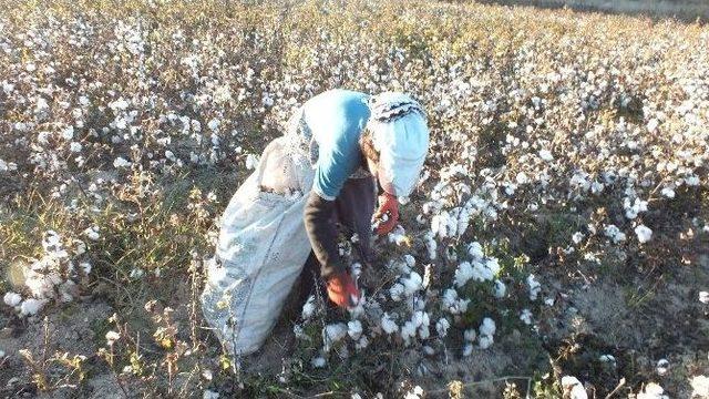 Pamuk Üreticisini Memnun Etmiyor