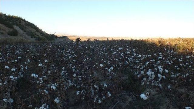 Pamuk Üreticisini Memnun Etmiyor