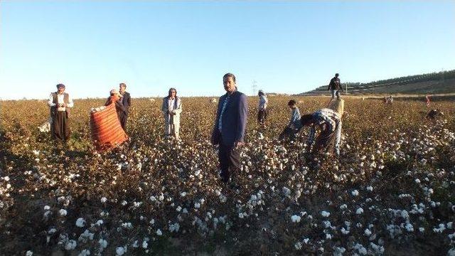 Pamuk Üreticisini Memnun Etmiyor