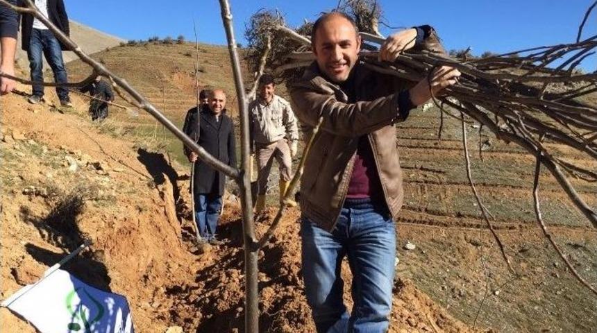 Bitlis&rsquo;te 5 Bin Ceviz Fidanı Toprakla Buluştu