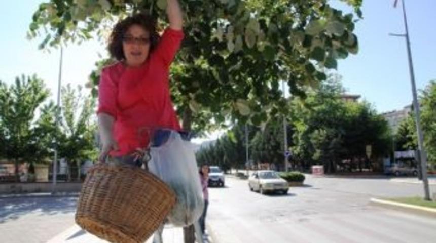 Kilosu El Yakan Ihlamur Dalında Bedava