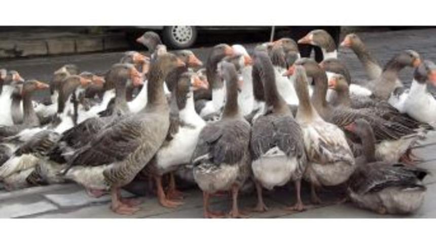 Kars&rsquo;ta Kazlar Satılmaya Başladı