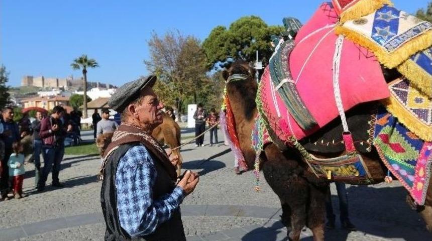 Havutlama Hayrıyla Deve G&uuml;reşleri Sezonu A&ccedil;ıldı