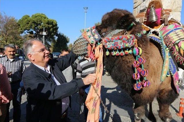 Havutlama Hayrıyla Deve Güreşleri Sezonu Açıldı