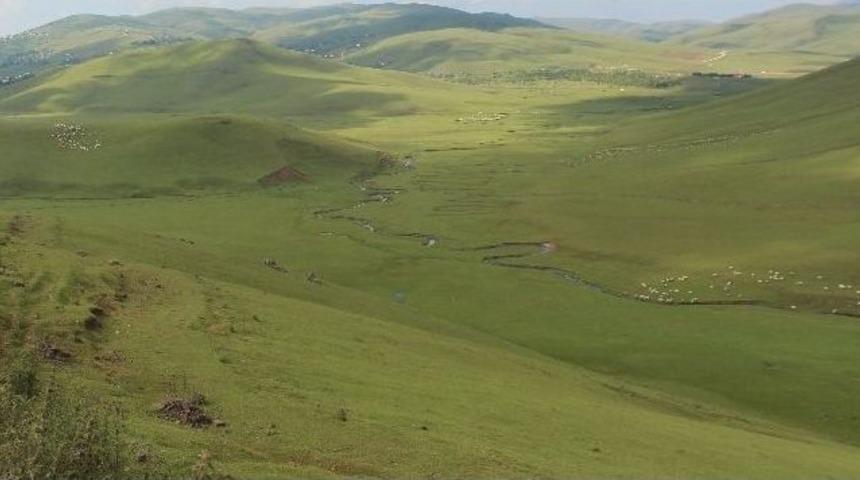 Ko&ccedil;kaya: "teşvikler Arttık&ccedil;a Koyun Yetiştiriciliği Artacak"