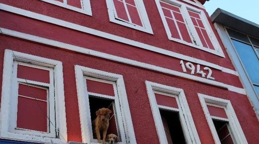 K&ouml;pekleri İ&ccedil;in Ev Kiraladı