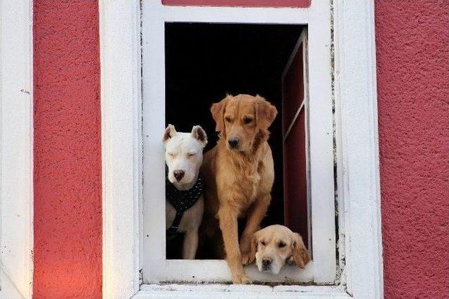 Köpekleri İçin Ev Kiraladı