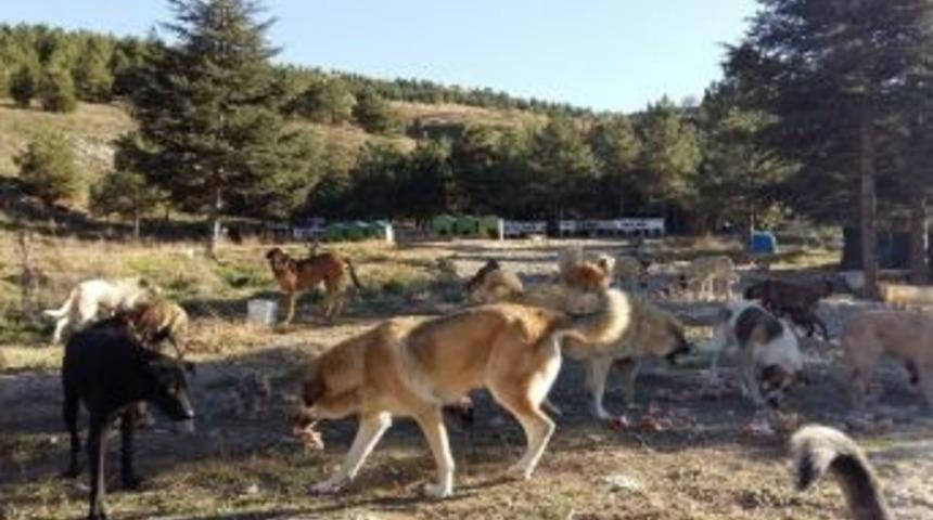 Nata Vega Outlet Hayvanları Unutmadı