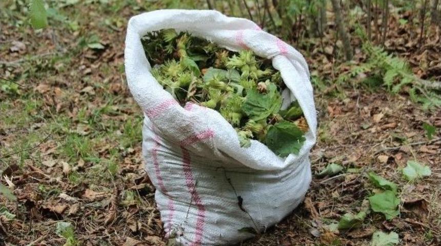 Fındıkta Fiyat Y&uuml;kseliyor