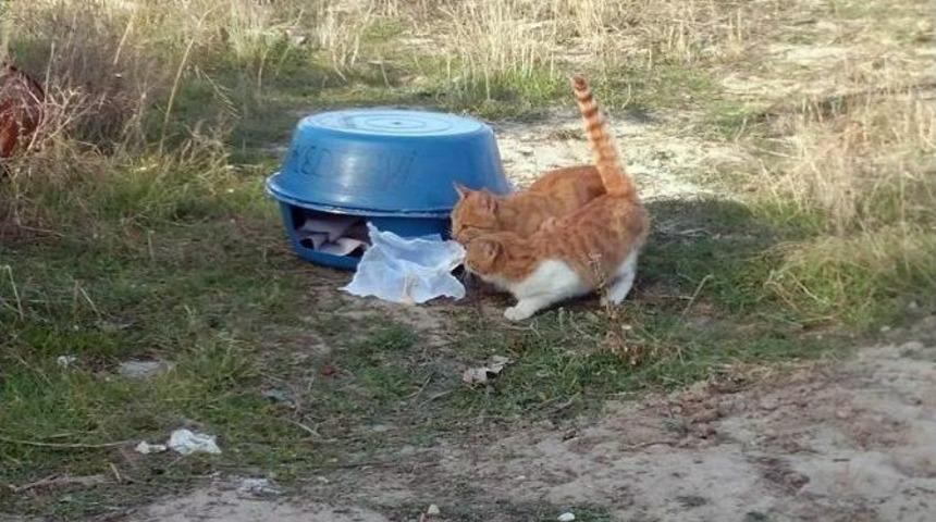 Sokak Kedilerine Leğenden Ev