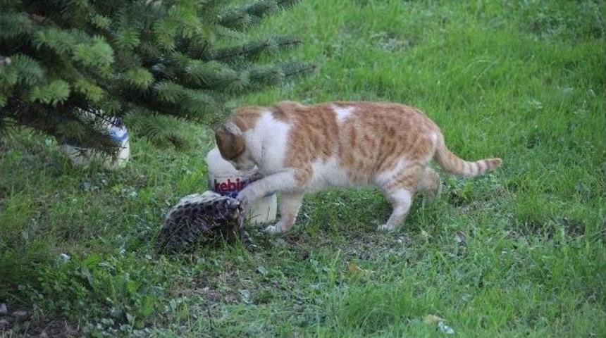 Kedinin Zeytin Keyfi