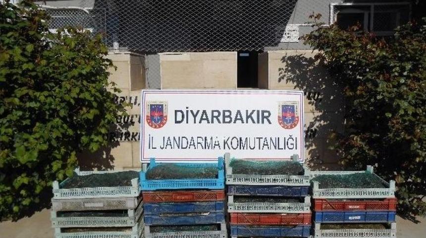 Diyarbakır&rsquo;da &lsquo;kurbağa&rsquo; Ka&ccedil;ak&ccedil;ılığı