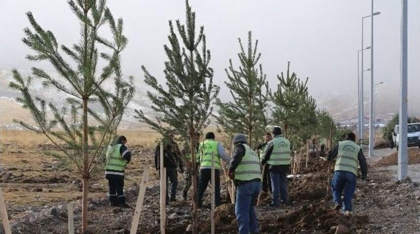 Erciyes&rsquo;te Ağa&ccedil;landırma Hamlesi