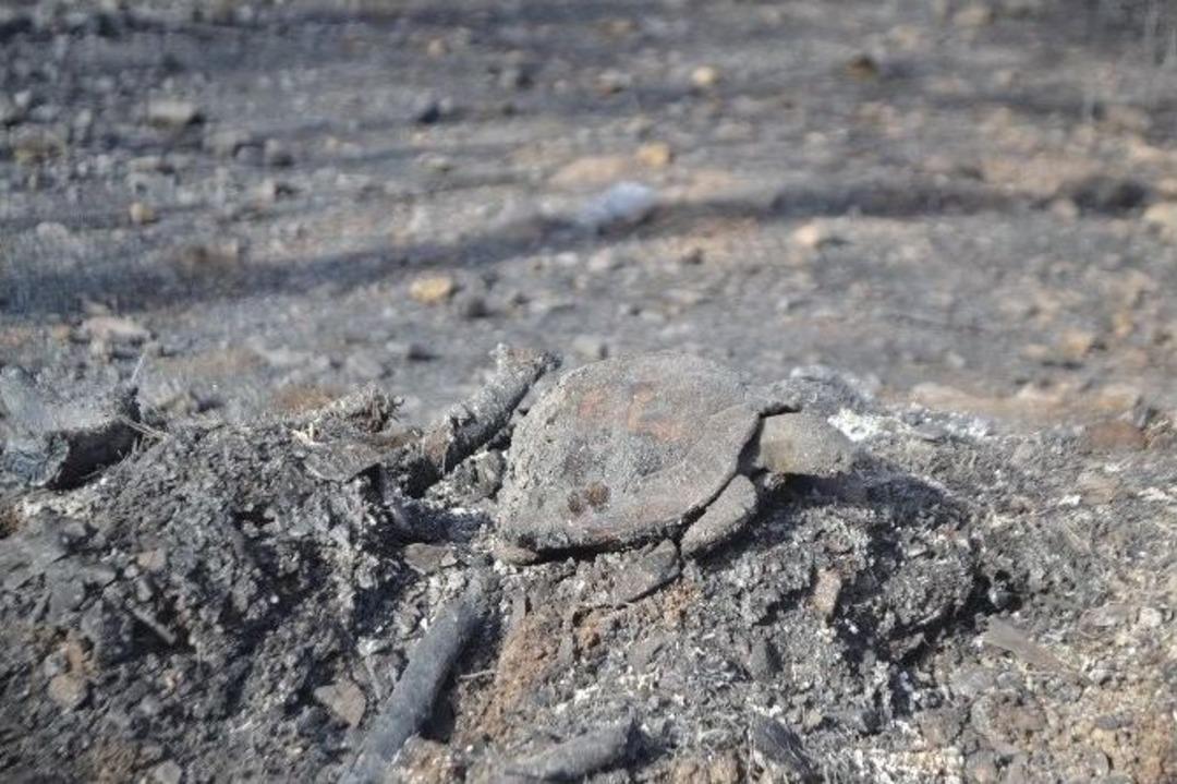 Osmaniye&rsquo;deki Orman Yangını
