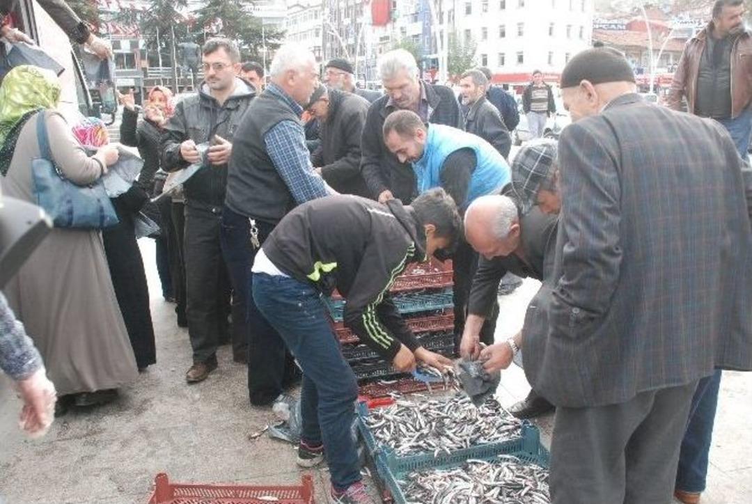 Tokat&rsquo;ta 2 Ton Hamsi &Uuml;cretsiz Olarak Dağıtıldı