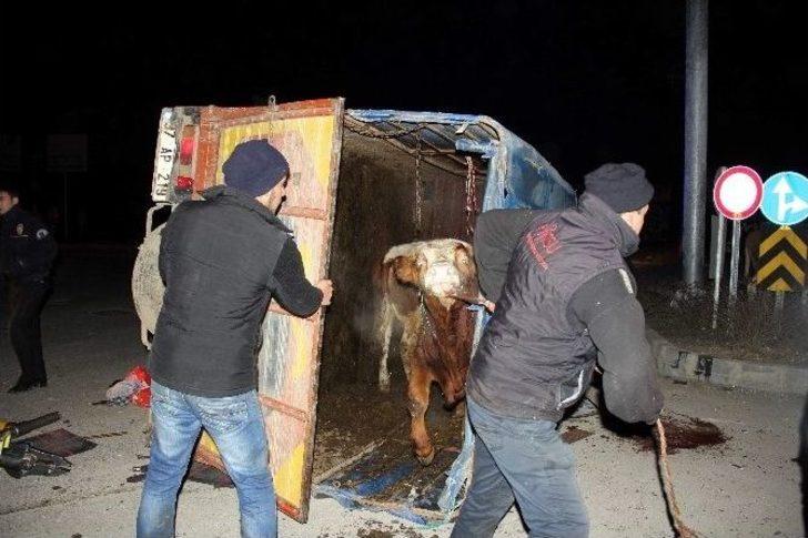 Hayvan Yüklü Kamyon İle Otomobil Çarpıştı: 1 Ölü, 3 Yaralı G5