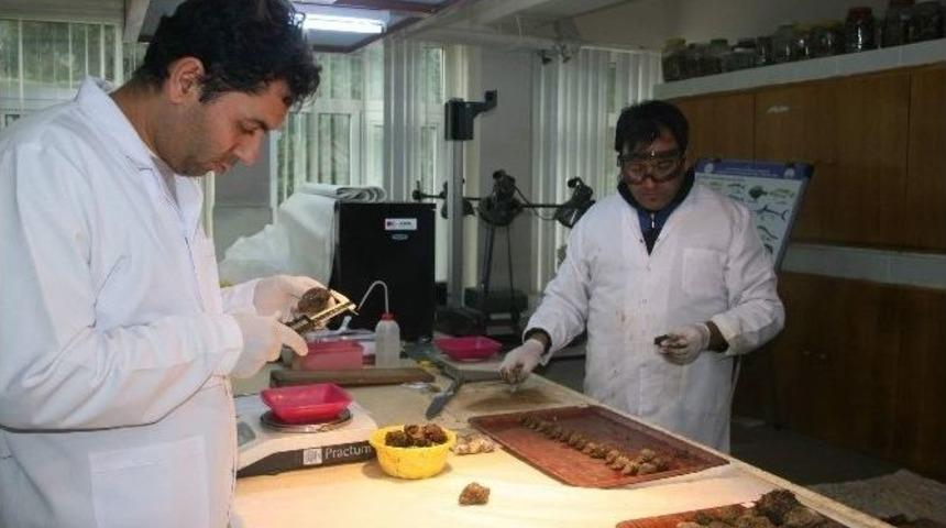 Hopa&rsquo;dan İğneada&rsquo;ya Deniz Salyangozu&rsquo;nu Araştırıyorlar